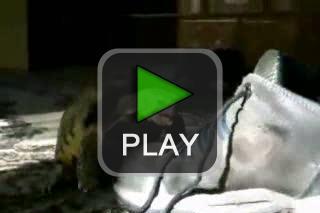 lustige videos