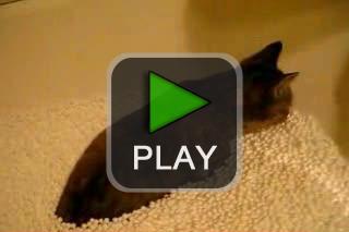 lustige videos