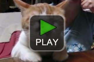 lustige videos