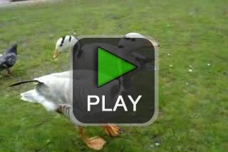 lustige videos