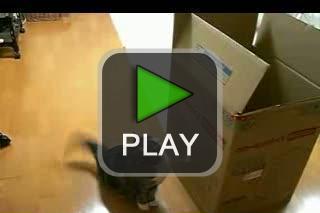 lustige videos