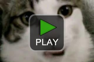 lustige videos