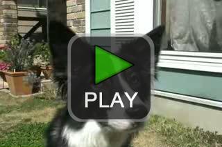 lustige videos