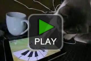 lustige videos