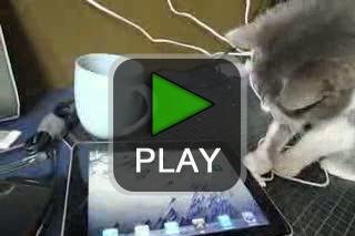 lustige videos