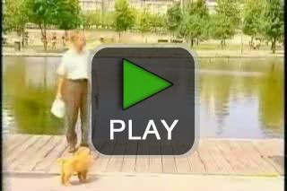 lustige videos