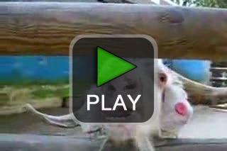 lustige videos