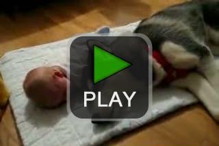 lustige videos