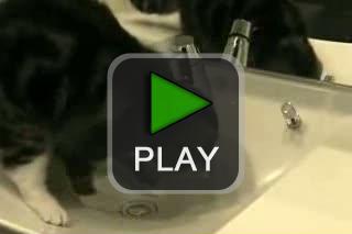 lustige videos