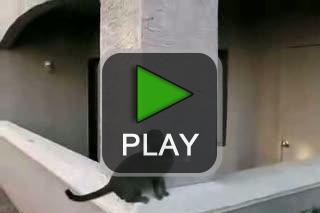 lustige videos