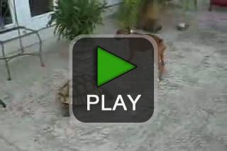 lustige videos