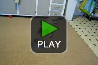 lustige videos