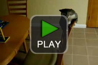 lustige videos