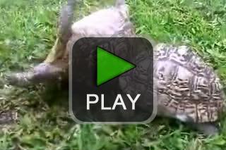 lustige videos