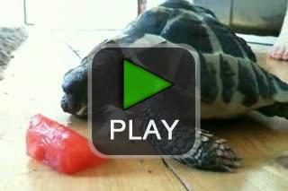 lustige videos