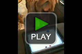 lustige videos