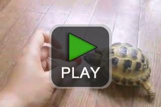 lustige videos