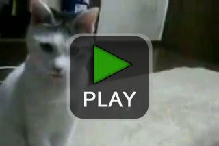 lustige videos