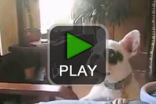 lustige videos