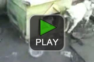 lustige videos