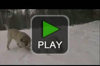 lustige videos
