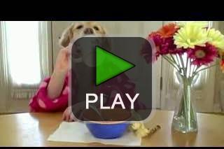 lustige videos